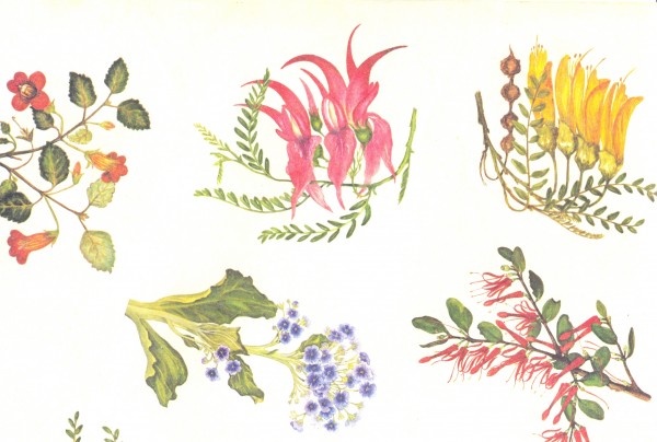 Section of wrapping paper, 'New Zealand flower studies' by Marie Turnbull. Circa 1980s. Collection of Mandy B.