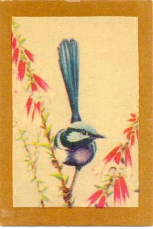 Sergeant Dan Birds of the World - Blue Wren, card 32 of a series of 40.